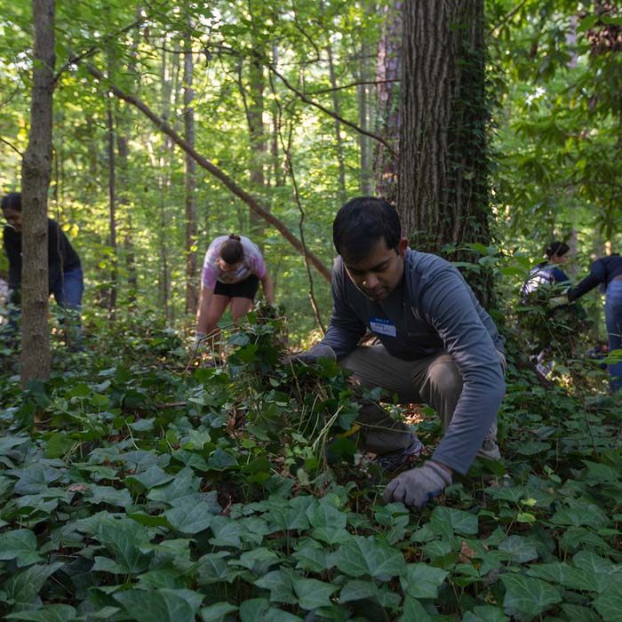 Forest Restoration Volunteers