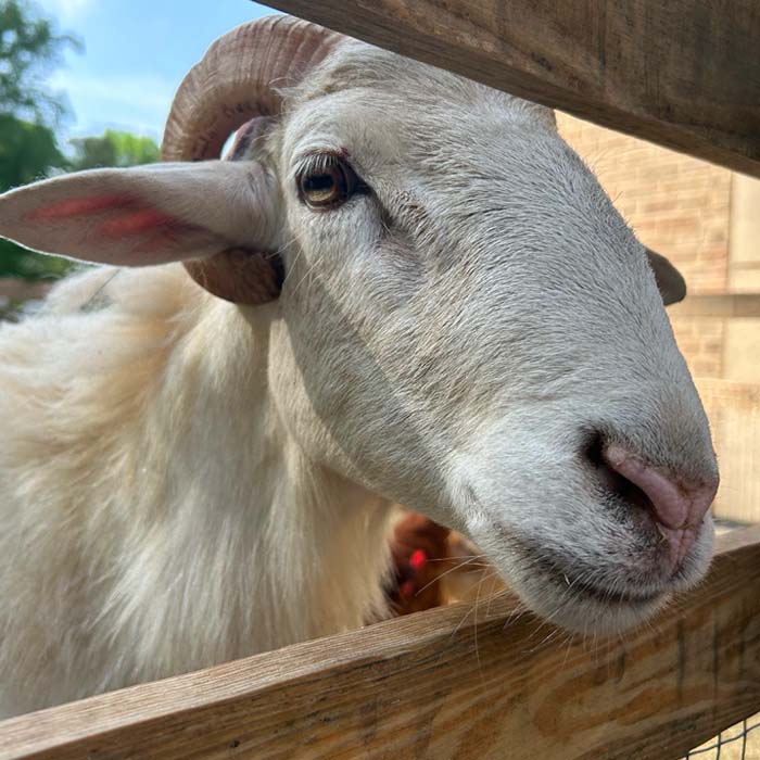 Small goat looking thru fence